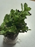 迷迭香苗盆栽可食用驱蚊植物香草薄荷苗绿植物室内煎牛排水培花卉 小盆食用薄荷苗约10cm高原盆土一盆 实拍图