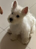 森普特犬瘟检测试纸狗狗犬瘟热细小犬冠状病毒检测纸猫狗狂犬病毒检测卡 犬瘟+细小+犬冠检测套餐 1支*3盒 实拍图