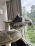 兽牌森林猫爬架大型猫树猫窝一体豪华剑麻猫架太空舱缅因大猫四季适用 森林Plus【实木上漆款】 实拍图