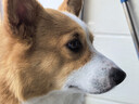伯纳天纯舒纯系列全价狗粮三文鱼配方犬粮低敏成犬幼犬主粮12kg/24斤 实拍图
