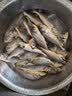 鲜到鲜得 三去小黄鱼1200g 黄花鱼 生鲜鱼类 烧烤食材 中秋海鲜 源头直发 实拍图