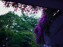 腾龙（Tamron）A071S 28-200mm F/2.8-5.6大光圈远摄大变焦28-200全画幅微单相机镜头28 200 索尼FE卡口 官方标配【送腾龙UV滤镜+1/4黑柔+清洁套装】 实拍图