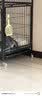 华元宠具（hoopet）猫碗陶瓷双碗狗狗饭盆猫咪食盆喂食器猫粮盆喝水碗防打翻宠物用品 实拍图