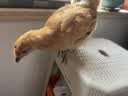 拓宠加厚狗狗尿垫猫咪生产隔尿训导兔子芦丁鸡垫消臭竹炭尿片S码100片 实拍图