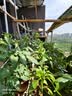 德沃多鸡粪发酵有机肥5KG通用家用种菜养花肥料果树绿植盆栽 实拍图