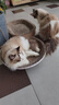 【京东快递】猫抓板磨爪猫窝椭圆形猫抓盆猫抓板巨大耐磨特大号 特大号猫爪板45*45【12斤内  随机花边】 下单送猫薄荷 实拍图