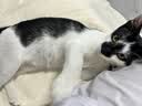 喵仙儿猫抓板剑麻垫耐磨不掉屑防猫爪沙发保护墙贴猫抓垫猫咪用品 40*60 实拍图