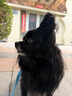 好主人 全价成犬粮狗粮泰迪金毛拉布拉多比熊法斗柯基全犬种10kg/20斤 实拍图