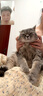 【京东物流】猫抓板磨爪猫窝一体耐磨不掉屑超大号猫玩具猫咪用品 椭圆超大号+猫薄荷 实拍图