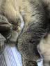 富美内特（FURminator）梳子猫咪去浮毛底绒梳开结梳猫毛梳布偶缅因美毛护毛长毛猫小号 实拍图