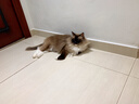玫斯无谷物生鲜注浆全价升级款猫粮幼成猫全年龄段通用猫粮pro 10kg 实拍图