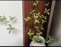 京东鲜花仿真绿植石榴枝2支乔迁客厅装饰插花仿生植物花艺高级感摆件 实拍图