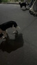 憨憨乐园伊丽莎白圈耻辱圈狗狗项圈猫头套项圈宠物狗脖套防咬圈狗用品3号 实拍图