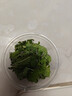 沃绣 蚕宝宝当天发货 活蚕宝宝蚕卵小蚕彩色蚕新鲜桑叶学生养蚕套装 学生标准养蚕套装 实拍图