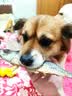 Meatyway爵宴狗零食猫犬通用磨牙小型犬幼犬训练奖励零食冻干花鲳鱼 50g 实拍图