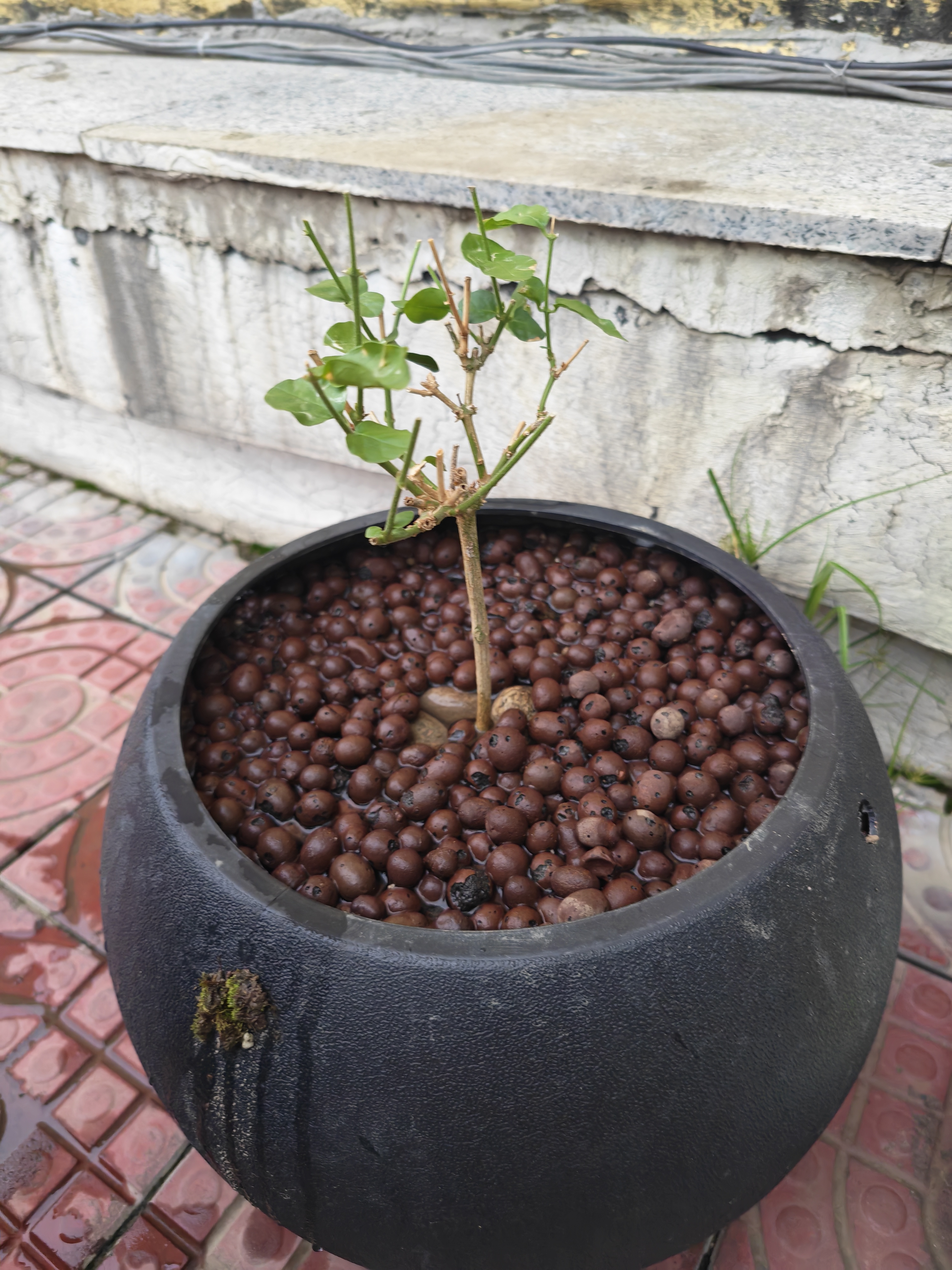 史丹利茉莉花专用营养液500ml 肥料盆栽酸性植物家用花卉通用型液体花肥 实拍图