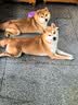 网易严选犬粮全价三拼狗粮 美毛低敏鱼肉鱼油配方小型中大型犬通用 10kg 实拍图