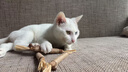 HELLOJOY木天蓼猫咪磨牙棒猫玩具自嗨解闷拉菲草逗猫棒耐咬幼猫养猫神器 实拍图