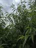 京惠思创旅行洗漱包化妆包洗澡防水健身游泳收纳袋便携收纳包透明中号 实拍图
