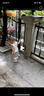 贝瑞加（Babyprints）儿童背心2件装男女宝宝夏季无袖打底衫纯棉坎肩吊带上衣 绿80 实拍图