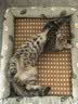 licheers猫狗窝凉席小型犬宠物猫咪睡垫夏季床垫泰迪中大型犬狗垫子 M号 实拍图