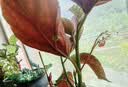 竹节海棠花卉盆栽大叶斑点易活四季阳台观叶秋海棠木本绿植物好养 3年苗25-30高【原盆发货】 实拍图