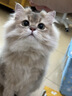 lorde里兜蜂蜜猫用猫咪漱口水洁齿水无需牙刷防牙结石改善口臭300ml 实拍图