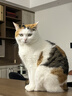 皇家成猫猫粮 营养均衡 F32 通用粮 1-7岁4.5kg*2 实拍图