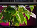 AOC爱攻 32英寸4K240Hz BlackAR3.0抗反屏 五层堆叠QD-OLED HDR500 DP2.1 TypeC电竞显示器AG326UZD2 实拍图
