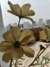 爱已装糖仿真花假花假绿植花瓶插花diy花束塑料花客厅摆件装饰花格桑花1束 实拍图