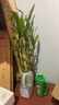 德沃多植物营养液通用型花肥料绿萝发财树富贵竹多肉月季水培绿植花卉肥 富贵竹专用营养液500ml 实拍图