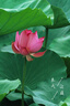 腾龙（Tamron）A057S 150-500mm F/5-6.7 Di III VC VXD防抖 拍鸟体育超长焦索尼全画幅微单镜头(索尼全幅E口) 实拍图