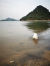 福来恩（FRONTLINE）狗狗进口驱虫药大型犬去跳蚤蜱虫滴剂原研药2.68ml单粒体验装 实拍图