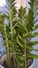 CPAI植物支撑杆花架固定器园艺扶持架花卉防倒伏花杆爬藤神器兰花支架 高60cm【玻纤杆10根】送20个卡扣 实拍图