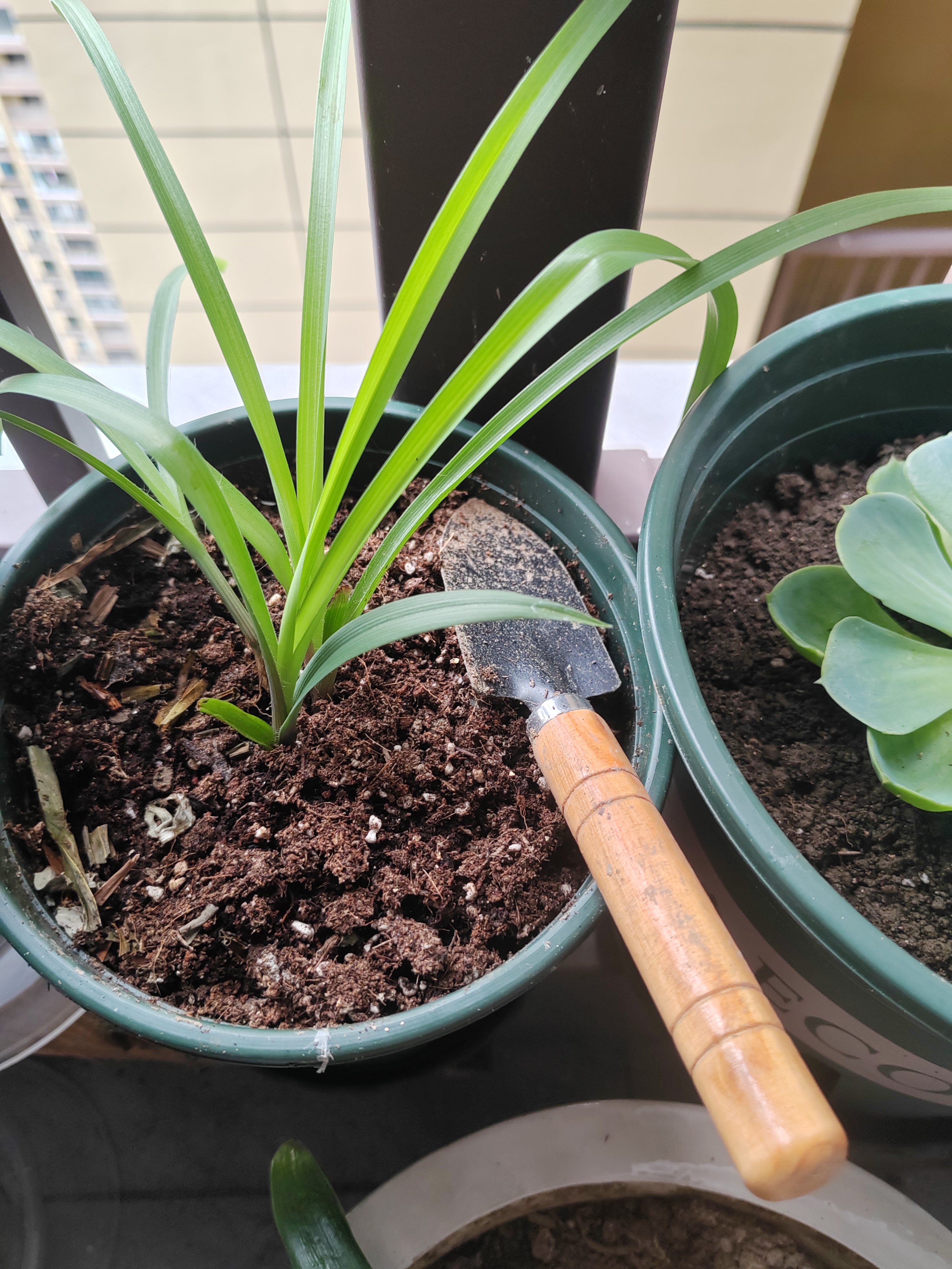 九千谷加仑花盆 高1.5加仑加厚圆形树脂控根加仑盆20*20cm 3个装5075 实拍图