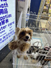 HELLOJOY狗狗玩具球小狗磨牙棒骨头耐咬狗咬胶小型犬宠物用品幼犬自嗨解闷 实拍图