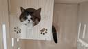 腆宠猫笼猫窝实木猫别墅大号猫咪笼子猫柜猫笼子家用室内猫舍猫屋猫房 实拍图