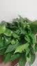 京东绿植绿萝盆栽除甲醛花卉绿植办公室新房净化空气360自吸盆1盆源头直 实拍图