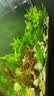 疯狂水草茂盛生长用品组合 二氧化碳片100颗+水草营养液肥700ml 实拍图