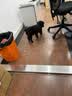 贵为（GiGwi）狗玩具糖果发声骨头磨牙耐咬解闷 中大型犬狗狗玩具宠物玩具 实拍图
