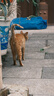 富士（FUJIFILM）X-T5/XT5 微单相机 套机（16-80mm) 4020万像素 7.0档五轴防抖 6K30P 经典机械拨盘 银色 实拍图