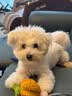 爱丽思（IRIS） 狗狗厕所便盆小型犬公狗厕所固定尿垫防撕咬中型泰迪狗尿盆大号 蓝色加大号可折叠 实拍图