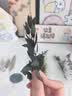 威尔基干花材料手工diy制作松果材料包永生花装饰真干果树叶天然植物叶 树叶植物花材盒【随机一盒装】 实拍图