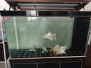 森森（SUNSUN）大型鱼缸底过滤水族箱客厅家用落地玻璃生态金鱼缸 超白款升级底滤 1.2米长35cm宽（黑白灰可选） 实拍图