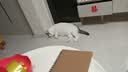 艾尔猫粮  深海鱼配方 成猫 幼猫 通用全价猫粮 500g*5 5斤 实拍图