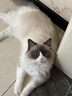 网易严选全价猫粮4.0 主粮成幼猫驼羊奶易消化促吸收 鸡肉羊奶味1.5kg*4袋 实拍图