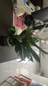 年宵花【热销款】白掌一帆风顺盆栽水培植物绿植过年装饰摆件年货 特级白掌带花+繁星自吸盆 实拍图