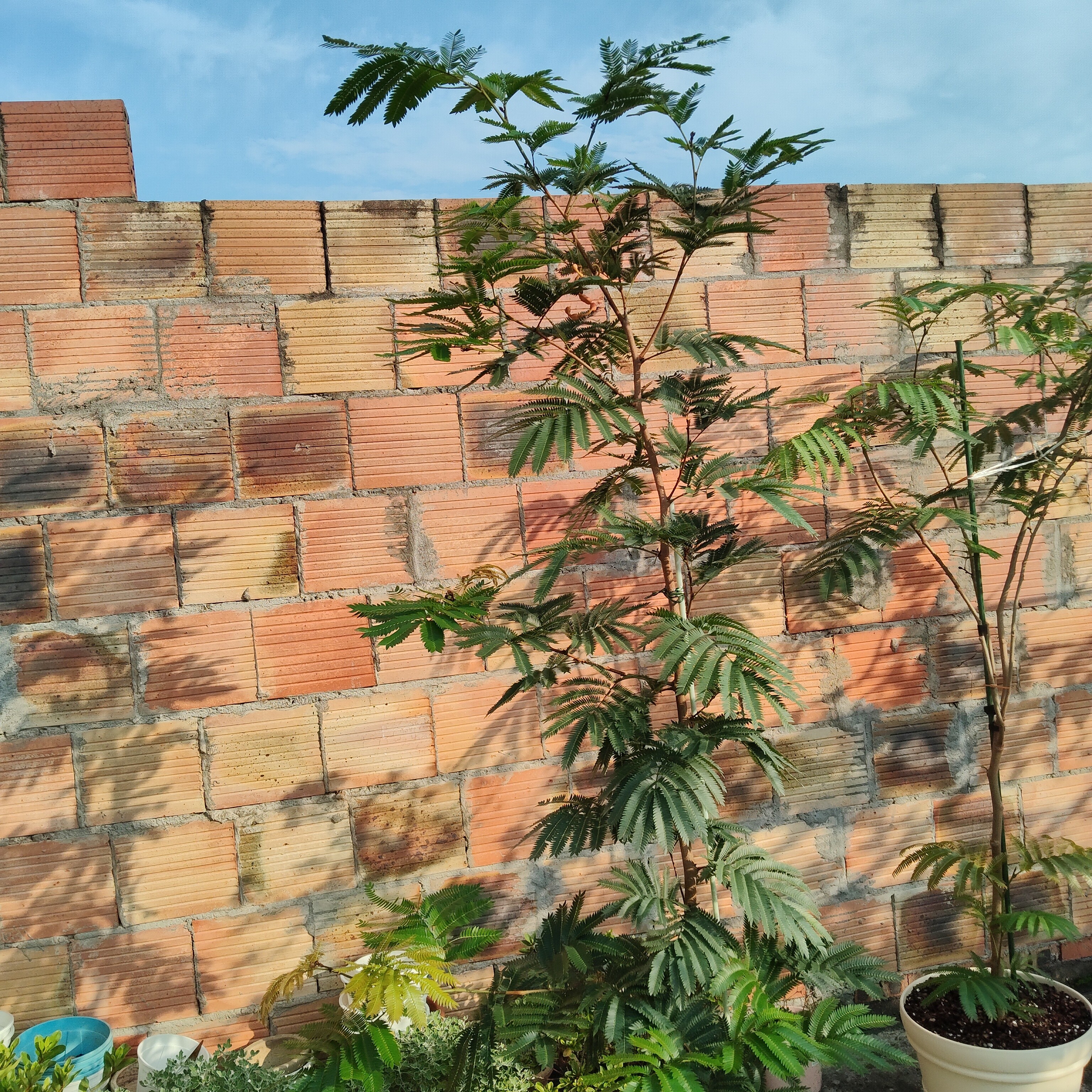 爱丽思（IRIS）特大号圆形花盆种树庭院超大加厚大盆景树木无花果蓝莓果树种植盆 12号米色 约17L (口径35.8cm) 实拍图