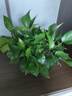 京东绿植绿萝盆栽除甲醛花卉绿植办公室新房净化空气160加高4盆装源头直 实拍图
