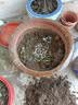 意轩 【带花苞】阳台室内盆栽花卉栀子花树苗大叶绿植四季开花枝子花 独杆栀子花【5年苗】【带花苞】 不含盆 实拍图